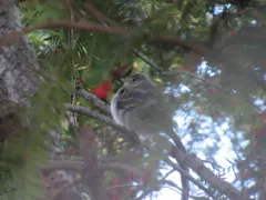 Small-billed Elaenia thumbnail 3
