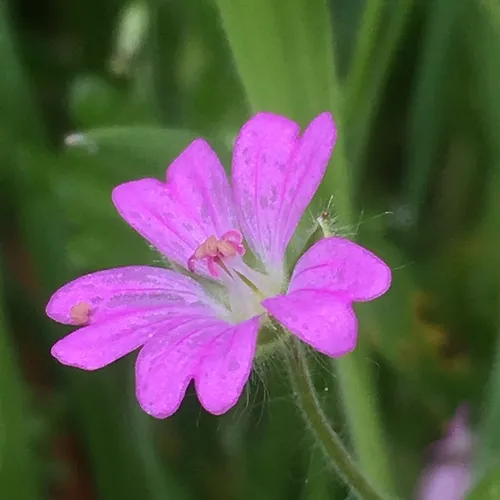 Dove's-foot crane's-bill