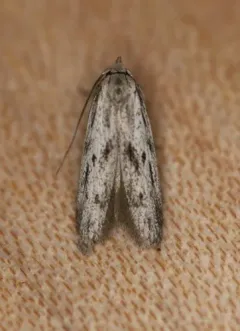 Hypatopa vestaliella thumbnail 2