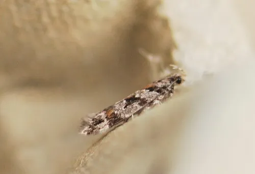 Aristotelia pudibundella