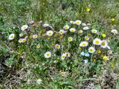 Large-flower Fleabane thumbnail 4
