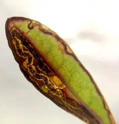 Stigmella corylifoliella thumbnail 2