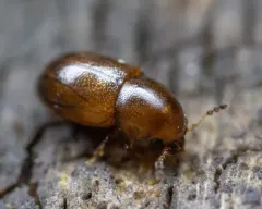 Octotemnus glabriculus thumbnail 2