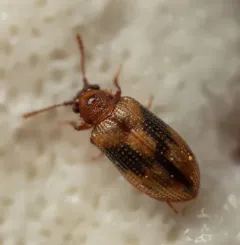 Derodontus trisignatus thumbnail 3