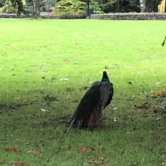 Indian Peafowl thumbnail 3
