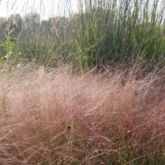 Purple Lovegrass thumbnail 2