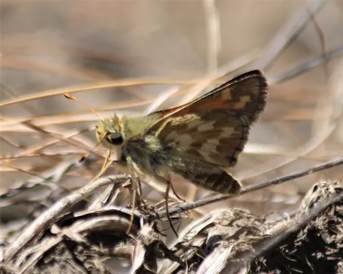 Lindsey's Skipper