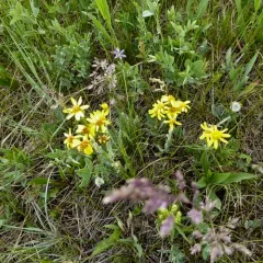 woolly groundsel thumbnail 4