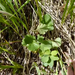 prairie alumroot thumbnail 4
