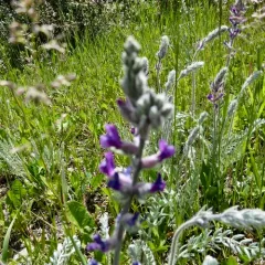 Showy Locoweed thumbnail 3