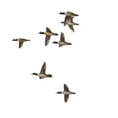 Hooded Merganser thumbnail 4