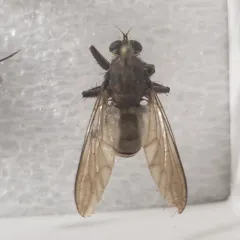 Proctacanthus philadelphicus thumbnail 2