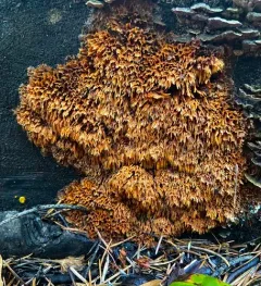 Pycnoporellus alboluteus thumbnail 2