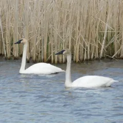 Trumpeter Swan thumbnail 3