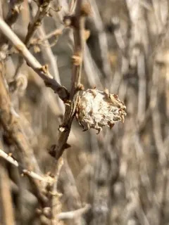 Aciurina idahoensis thumbnail 4