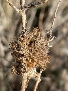 Medusa Gall Tephritid thumbnail 2