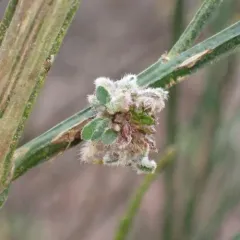 Broom Gall Mite thumbnail 2