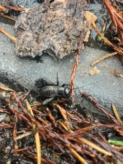 West Coast Spring Field Cricket thumbnail 3