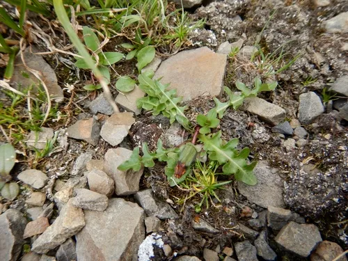 Taraxacum cordilleranum