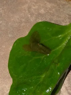 Greenhouse Slug thumbnail 1