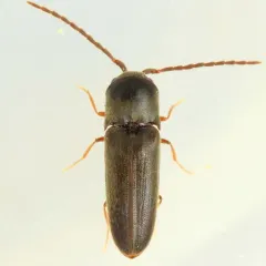 Dirrhagofarsus modestus thumbnail 3