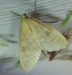 Orange-toned Mecyna Moth thumbnail 2
