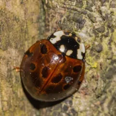 Eye-spotted Lady Beetle thumbnail 4