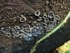 Veluticeps fimbriata thumbnail 3