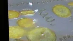 Chaetoceros debilis thumbnail 1