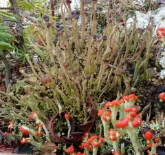 Wand Lichen thumbnail 2