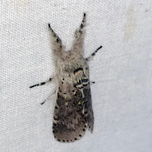Gray Furcula Moth