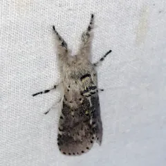 Gray Furcula Moth thumbnail 1