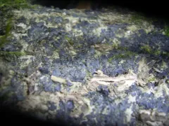 Flooded Jellyskin thumbnail 3