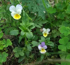 Wild Pansy thumbnail 1