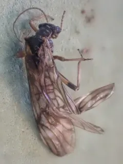 Banded Forestfly thumbnail 2