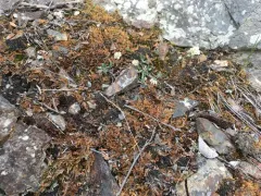 Long-stalk Whitlow-grass thumbnail 3