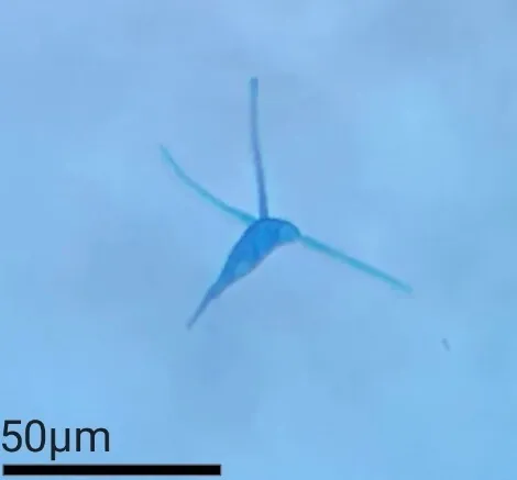 Culicidospora gravida