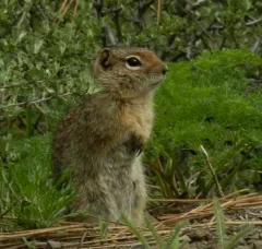 Idaho Ground Squirrel thumbnail 2