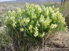 Gray's Milkvetch thumbnail 2
