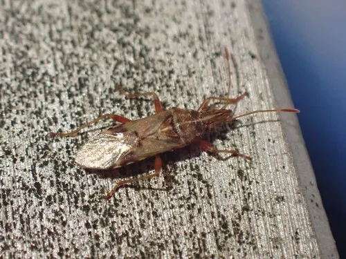 Sycamore Seed Bug