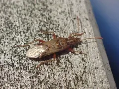 Sycamore Seed Bug thumbnail 1