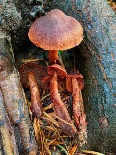 Cortinarius birkebakii thumbnail 3