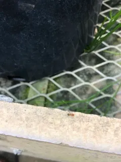 Bicolored Pennant Ant thumbnail 2