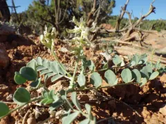 Oregon Milkvetch thumbnail 1