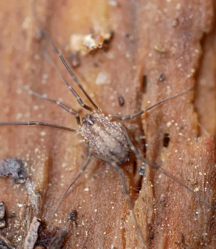 Togwotee Harvestman
