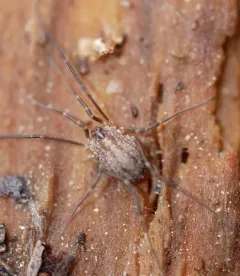 Togwotee Harvestman thumbnail 1