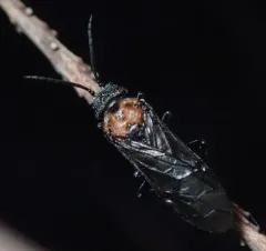 Early Sawfly thumbnail 4