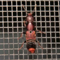 Platydracus zonatus thumbnail 1