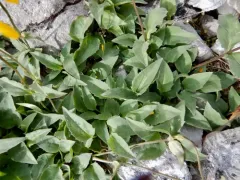 Slender Leopardbane thumbnail 2