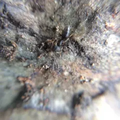 Odorous House Ant thumbnail 2
